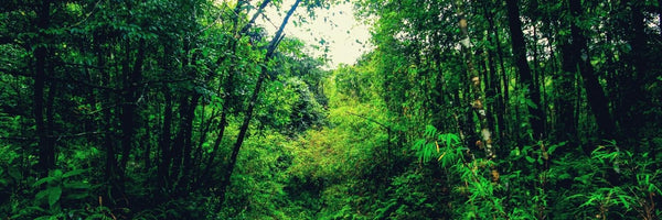 Nature Sounds by Lullify