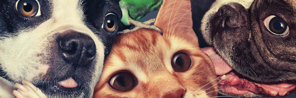 Pet Music by Lullify